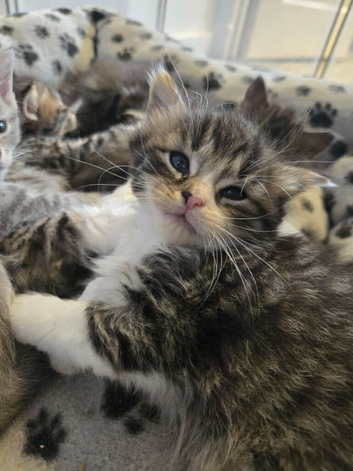 6 gorgeous kittens