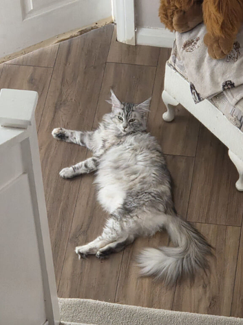 Gorgeous Maine Coon girl