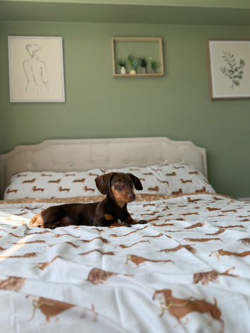 Miniature Dashound Chocolate Tan Boy