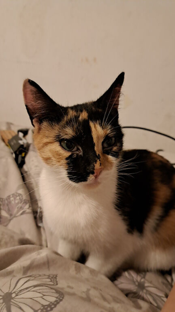 Calico female needs a home asap