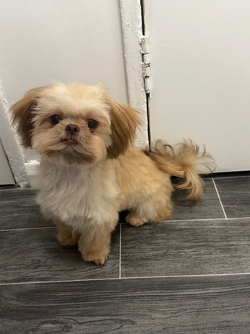 1 year old Shihtzu for sale