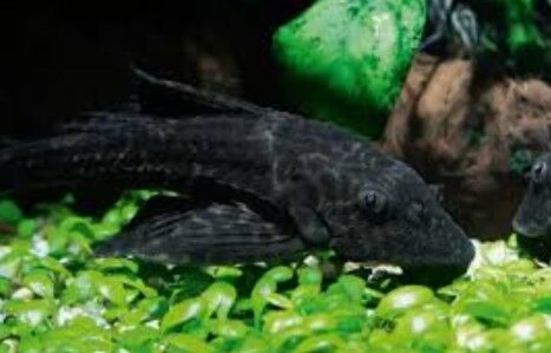 common pleco