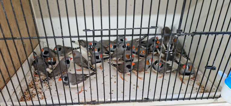 Zebra Fiches For Sale