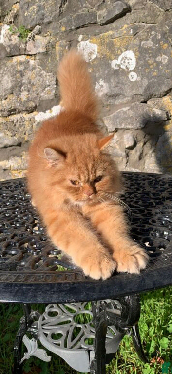 Rare Red golden persian kitten