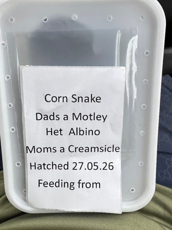 Baby corn snakw