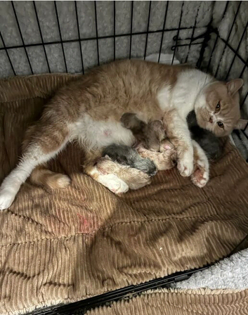 3 Females left! TICA Reg British Shorthairs