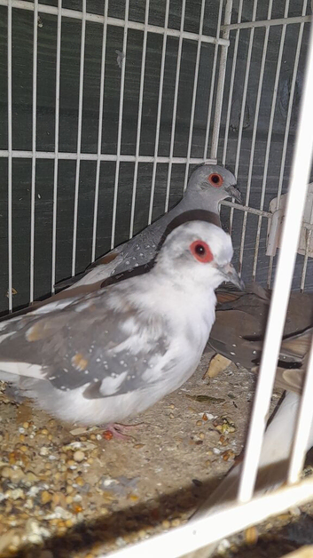 DIOMAND DOVES