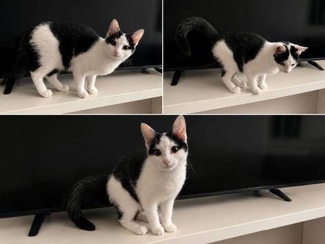 Black and white Female Kitten