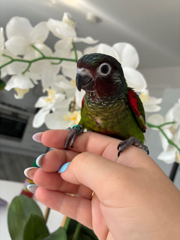 Rare hand reared Emma&rsquo;s conure!