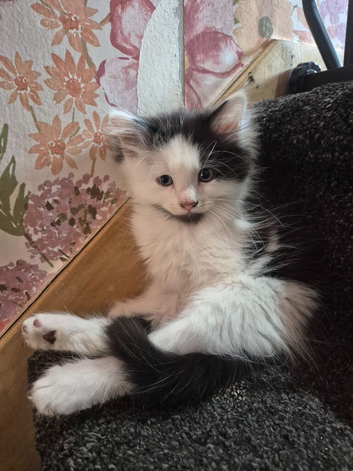 Beautiful Kitten. Father is Maine Coon.