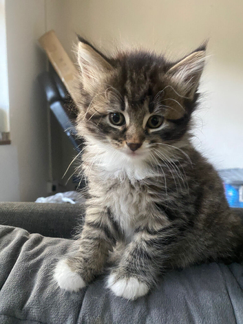 5 stunning Bengal kittens READY NOW