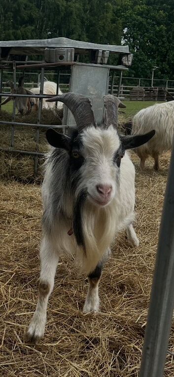 Male Billy goat about 2 years old looking for new home pet only walks on a lead very friendly