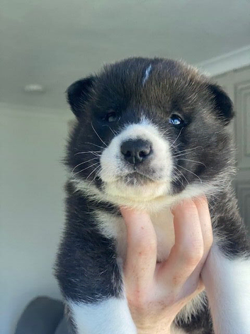 3 chunky American Akita puppies