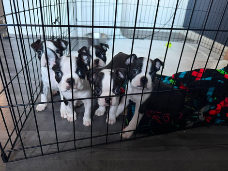 KC registered Boston terrier puppies