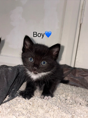 Kittens for sale