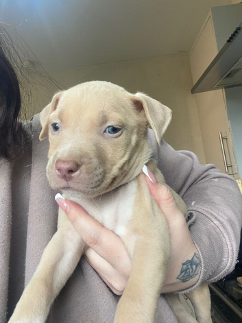 READY TO LEAVE TODAY ! 4 PUPS LEFT!
