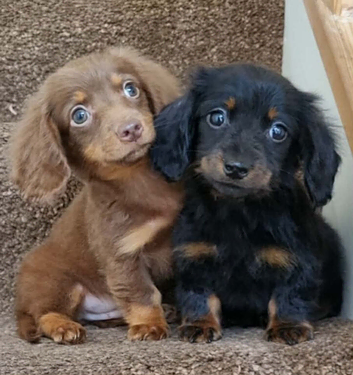Two gorgeous, high-quality Miniature Long-Haired Dachshund puppies