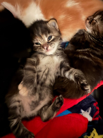 Kitten