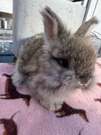 Angora buns