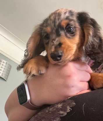 now fully vaccinated ready to leave 4 months kc reg 1 left silver and tan dapple long haired mini dachshund puppies