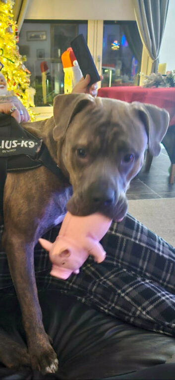 Staffie x american bully