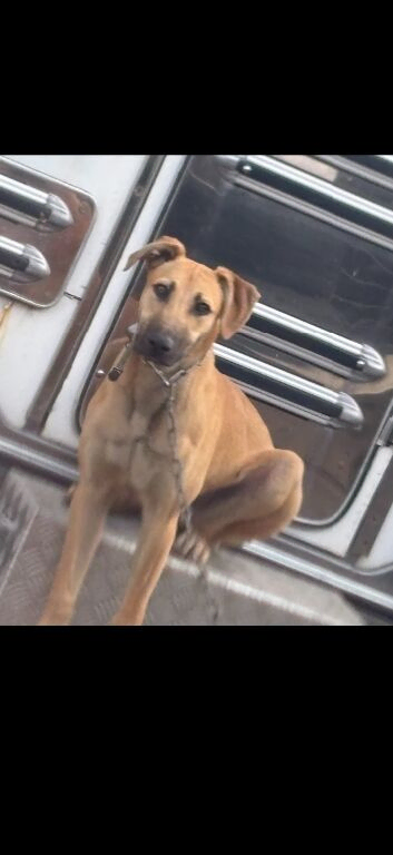 Belgian malamute cross saluki dog for sale