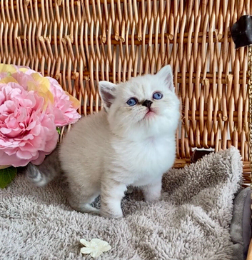 BEAUTIFUL PURE BREED BSH TEDDY BEARS