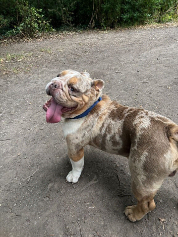 North Yorkshire Based DWKC Registered English Bulldog Stud - Proven Sire