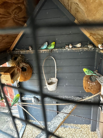 Birds for sale