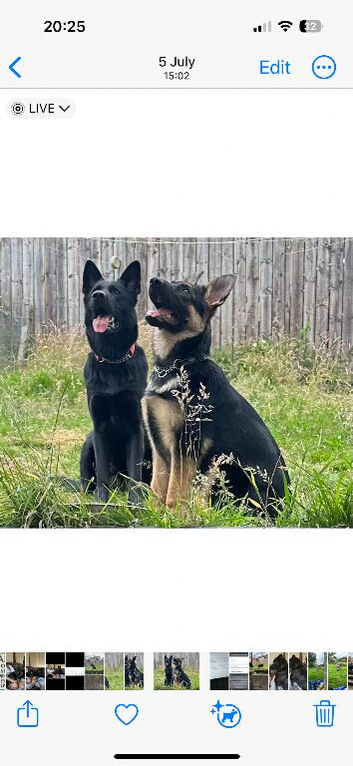 Looking for a White German Shepherd dog