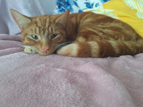 Ron is searching for his forever home