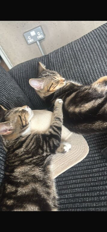 Beautiful tabby brothers