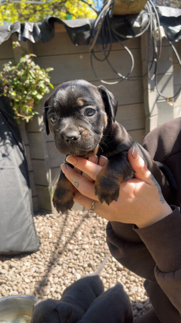 Dachshund x french bulldog