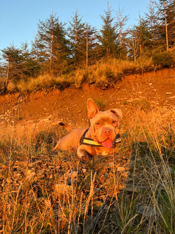 Female micro bully
