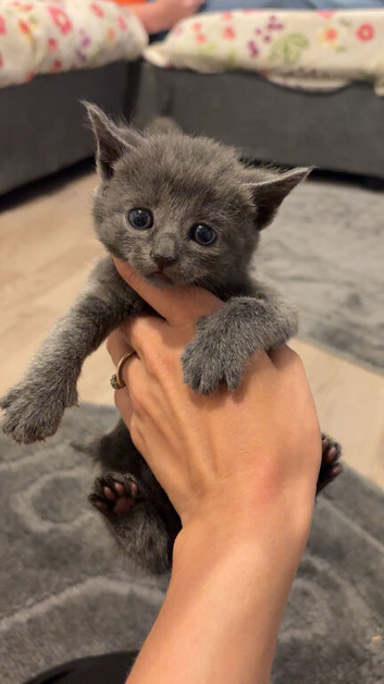 2 British shorthair kittens