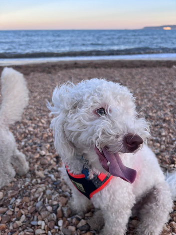 Loving Home Needed - Miniature Labradoodle