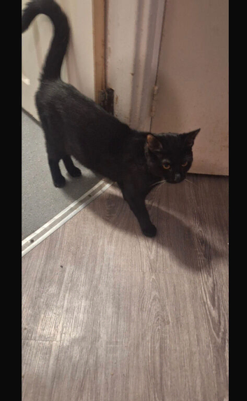 1 Male cat 1 Female cat