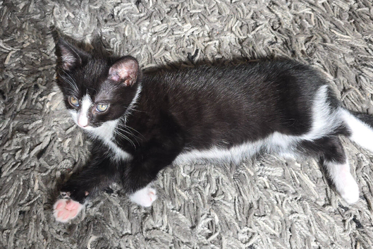 2 x female kittens