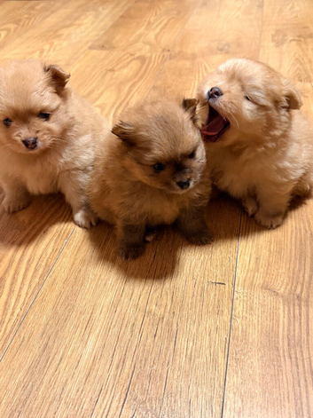 4 weeks old Pomeranian puppies