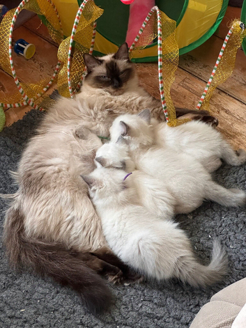 1 xBlue Lynx & Blue Point Kittens