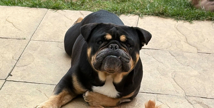Male English bulldog