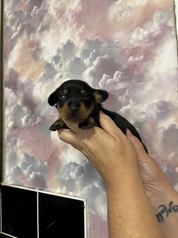 miniature dashound puppies