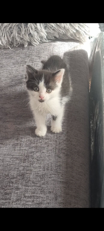 3 kittens need rehoming
