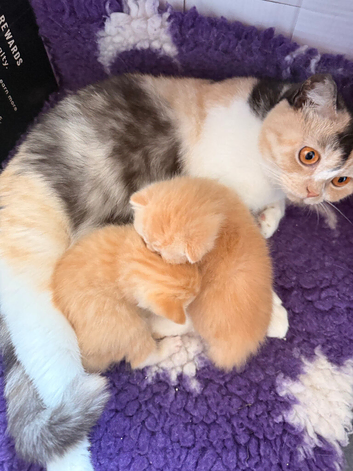 Two sisters rare ginger