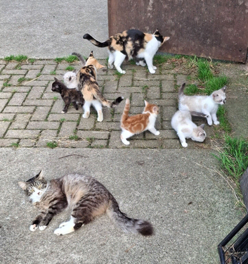 Happy Kittens for Loving Homes
