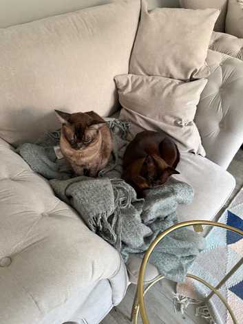Two Asian sisters, blue, 5 years old need rehoming