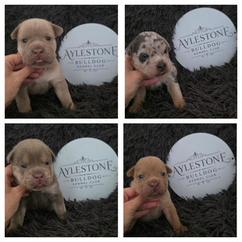 Stunning Litter of Old Tyme (Aylestone) Bulldogs
