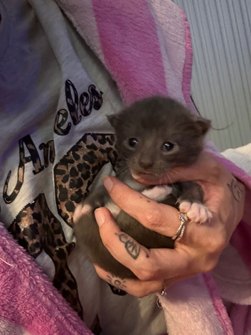 4 beautiful kittens