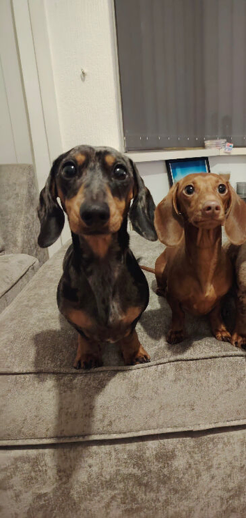 Male and female miniature dachshunds