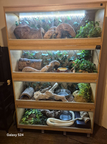 Complete 4ft Vivexotic Stack & 4 Adult Ball Pythons.